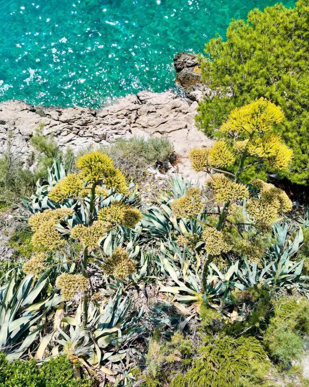 Apartment Villa Mirna Makarska Ngoại thất bức ảnh
