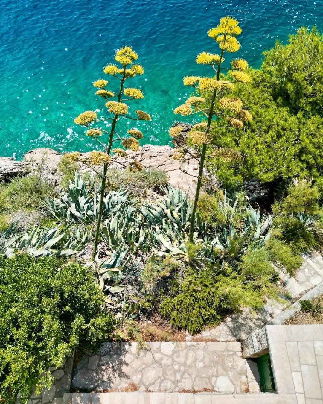 Apartment Villa Mirna Makarska Ngoại thất bức ảnh